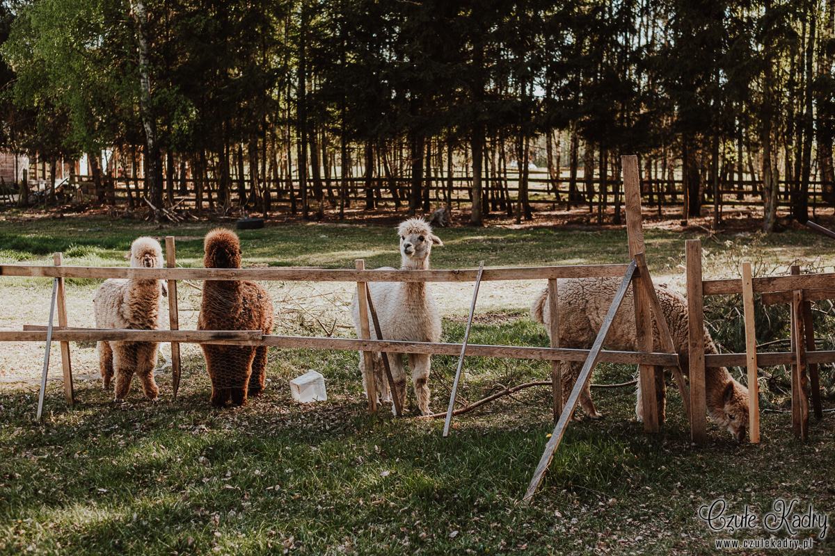 slow wedding stodola kultury