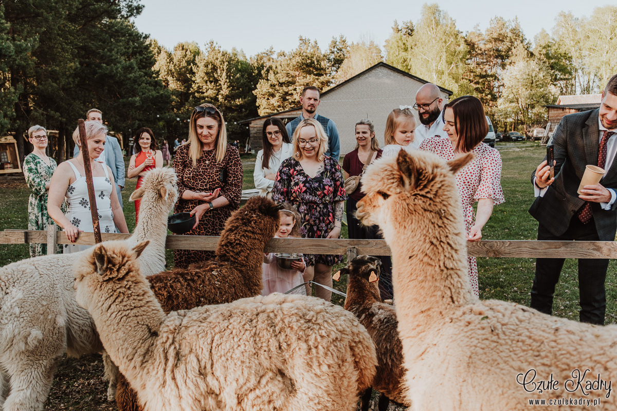 slow wedding stodola kultury